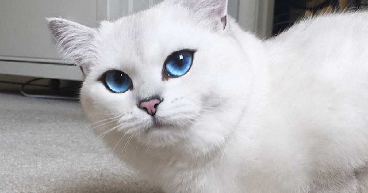Les Chats Peuvent Ils Attrapper Le Covid 19 Du Bout Des Yeux